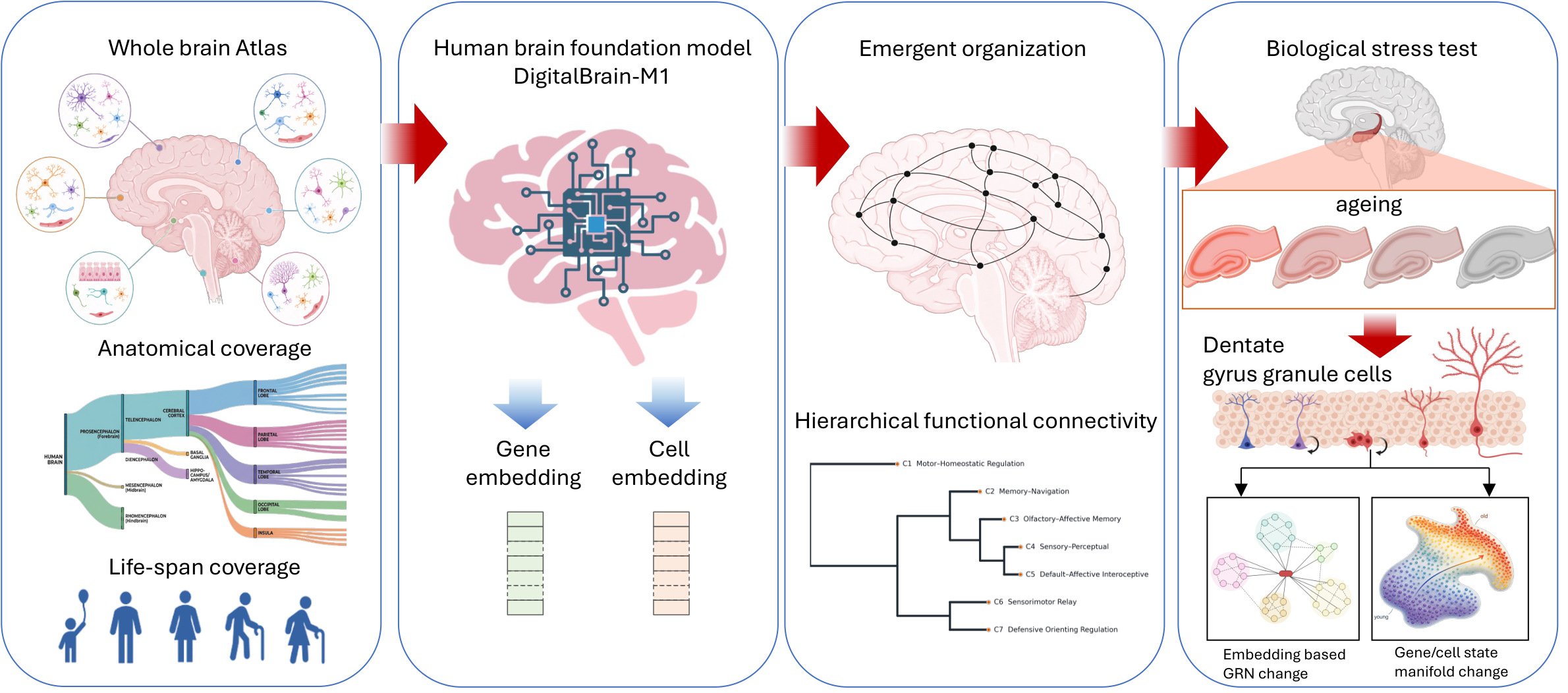 DigitalBrain workflow from a whole-brain atlas with anatomical and lifespan coverage, through DigitalBrain-M1 gene and cell embeddings, to hierarchical functional connectivity and ageing analysis of dentate gyrus granule cells.